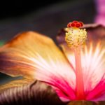 Unidad vs polarización