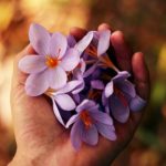 Flores del nuevo tiempo