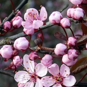 Cursar para Aprender-Se