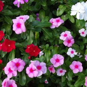 El sueño de concretar