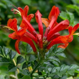 Cuando la protección falla